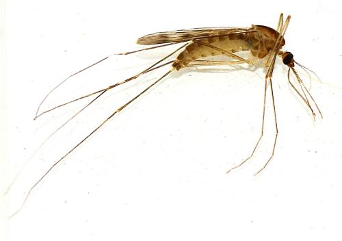 Réf. 296 407 : Anopheles maculipennis